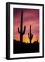 Saguaro Cactus at Sunrise under Gates Pass, Tucson Mountain Park, Arizona-Russ Bishop-Framed Photographic Print