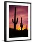 Saguaro Cactus at Sunrise under Gates Pass, Tucson Mountain Park, Arizona-Russ Bishop-Framed Photographic Print