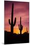 Saguaro Cactus at Sunrise under Gates Pass, Tucson Mountain Park, Arizona-Russ Bishop-Mounted Photographic Print