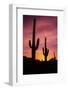 Saguaro Cactus at Sunrise under Gates Pass, Tucson Mountain Park, Arizona-Russ Bishop-Framed Photographic Print