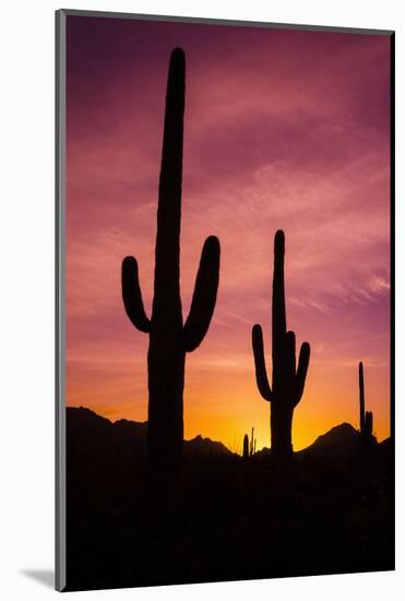 Saguaro Cactus at Sunrise under Gates Pass, Tucson Mountain Park, Arizona-Russ Bishop-Mounted Photographic Print