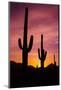 Saguaro Cactus at Sunrise under Gates Pass, Tucson Mountain Park, Arizona-Russ Bishop-Mounted Photographic Print