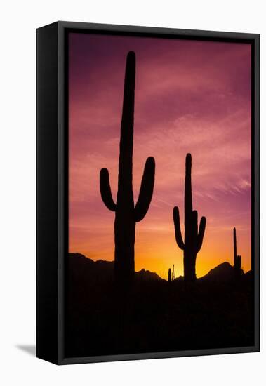 Saguaro Cactus at Sunrise under Gates Pass, Tucson Mountain Park, Arizona-Russ Bishop-Framed Stretched Canvas