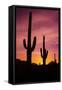 Saguaro Cactus at Sunrise under Gates Pass, Tucson Mountain Park, Arizona-Russ Bishop-Framed Stretched Canvas