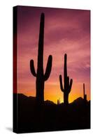 Saguaro Cactus at Sunrise under Gates Pass, Tucson Mountain Park, Arizona-Russ Bishop-Stretched Canvas