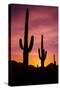 Saguaro Cactus at Sunrise under Gates Pass, Tucson Mountain Park, Arizona-Russ Bishop-Stretched Canvas