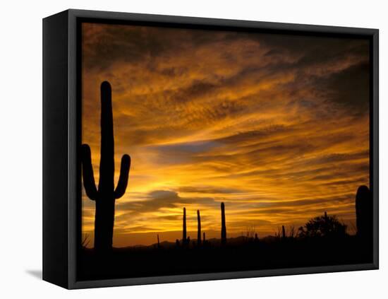 Saguaro Cactus at Sunset, Sonoran Desert, Arizona, USA-Marilyn Parver-Framed Stretched Canvas