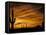 Saguaro Cactus at Sunset, Sonoran Desert, Arizona, USA-Marilyn Parver-Framed Stretched Canvas