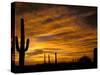 Saguaro Cactus at Sunset, Sonoran Desert, Arizona, USA-Marilyn Parver-Stretched Canvas