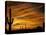 Saguaro Cactus at Sunset, Sonoran Desert, Arizona, USA-Marilyn Parver-Stretched Canvas