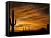 Saguaro Cactus at Sunset, Sonoran Desert, Arizona, USA-Marilyn Parver-Framed Stretched Canvas