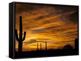 Saguaro Cactus at Sunset, Sonoran Desert, Arizona, USA-Marilyn Parver-Framed Stretched Canvas