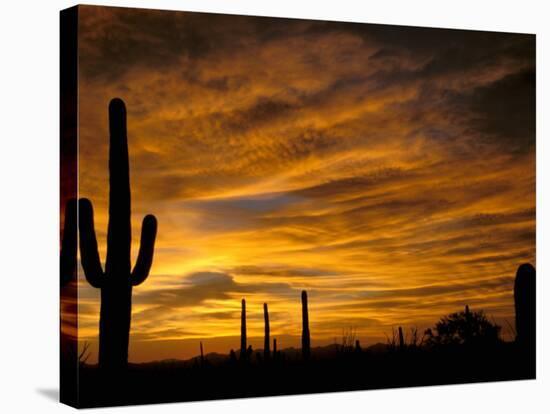 Saguaro Cactus at Sunset, Sonoran Desert, Arizona, USA-Marilyn Parver-Stretched Canvas