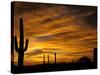 Saguaro Cactus at Sunset, Sonoran Desert, Arizona, USA-Marilyn Parver-Stretched Canvas