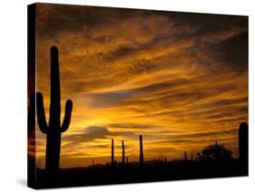 Saguaro Cactus at Sunset, Sonoran Desert, Arizona, USA-Marilyn Parver-Stretched Canvas