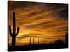 Saguaro Cactus at Sunset, Sonoran Desert, Arizona, USA-Marilyn Parver-Stretched Canvas