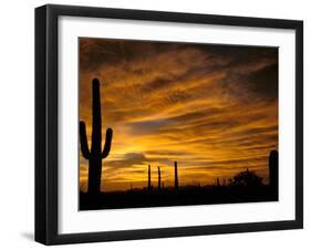 Saguaro Cactus at Sunset, Sonoran Desert, Arizona, USA-Marilyn Parver-Framed Photographic Print