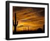 Saguaro Cactus at Sunset, Sonoran Desert, Arizona, USA-Marilyn Parver-Framed Photographic Print