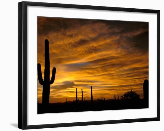 Saguaro Cactus at Sunset, Sonoran Desert, Arizona, USA-Marilyn Parver-Framed Photographic Print