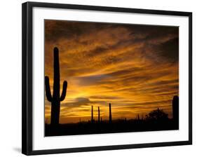 Saguaro Cactus at Sunset, Sonoran Desert, Arizona, USA-Marilyn Parver-Framed Photographic Print