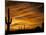 Saguaro Cactus at Sunset, Sonoran Desert, Arizona, USA-Marilyn Parver-Mounted Photographic Print