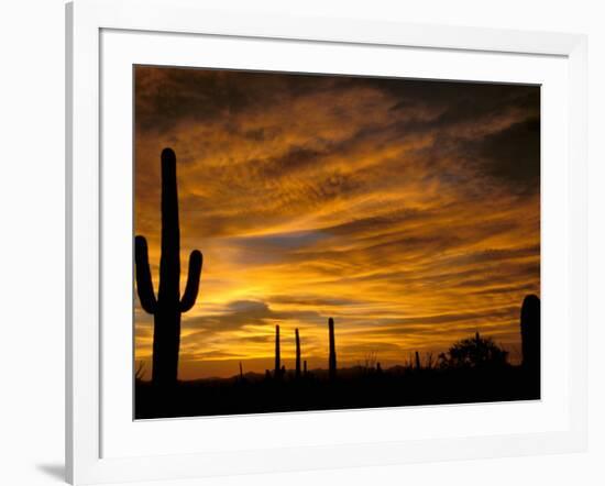 Saguaro Cactus at Sunset, Sonoran Desert, Arizona, USA-Marilyn Parver-Framed Photographic Print