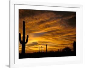 Saguaro Cactus at Sunset, Sonoran Desert, Arizona, USA-Marilyn Parver-Framed Photographic Print