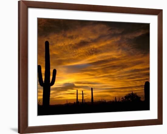 Saguaro Cactus at Sunset, Sonoran Desert, Arizona, USA-Marilyn Parver-Framed Photographic Print