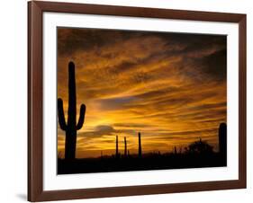 Saguaro Cactus at Sunset, Sonoran Desert, Arizona, USA-Marilyn Parver-Framed Photographic Print