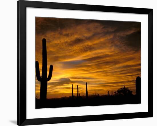 Saguaro Cactus at Sunset, Sonoran Desert, Arizona, USA-Marilyn Parver-Framed Photographic Print