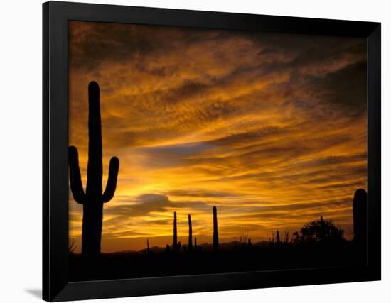 Saguaro Cactus at Sunset, Sonoran Desert, Arizona, USA-Marilyn Parver-Framed Photographic Print