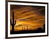 Saguaro Cactus at Sunset, Sonoran Desert, Arizona, USA-Marilyn Parver-Framed Photographic Print