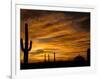 Saguaro Cactus at Sunset, Sonoran Desert, Arizona, USA-Marilyn Parver-Framed Photographic Print