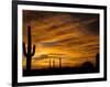 Saguaro Cactus at Sunset, Sonoran Desert, Arizona, USA-Marilyn Parver-Framed Photographic Print