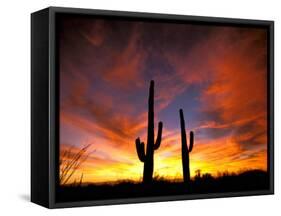 Saguaro Cactus at Sunset, Sonoran Desert, Arizona, USA-Marilyn Parver-Framed Stretched Canvas