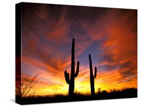 Saguaro Cactus at Sunset, Sonoran Desert, Arizona, USA-Marilyn Parver-Stretched Canvas