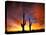 Saguaro Cactus at Sunset, Sonoran Desert, Arizona, USA-Marilyn Parver-Stretched Canvas