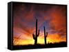 Saguaro Cactus at Sunset, Sonoran Desert, Arizona, USA-Marilyn Parver-Framed Stretched Canvas