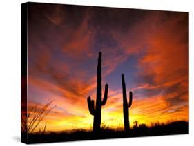 Saguaro Cactus at Sunset, Sonoran Desert, Arizona, USA-Marilyn Parver-Stretched Canvas