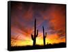 Saguaro Cactus at Sunset, Sonoran Desert, Arizona, USA-Marilyn Parver-Framed Stretched Canvas