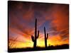 Saguaro Cactus at Sunset, Sonoran Desert, Arizona, USA-Marilyn Parver-Stretched Canvas