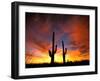 Saguaro Cactus at Sunset, Sonoran Desert, Arizona, USA-Marilyn Parver-Framed Premium Photographic Print