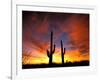 Saguaro Cactus at Sunset, Sonoran Desert, Arizona, USA-Marilyn Parver-Framed Premium Photographic Print