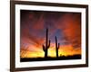 Saguaro Cactus at Sunset, Sonoran Desert, Arizona, USA-Marilyn Parver-Framed Premium Photographic Print