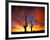 Saguaro Cactus at Sunset, Sonoran Desert, Arizona, USA-Marilyn Parver-Framed Premium Photographic Print