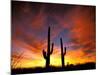 Saguaro Cactus at Sunset, Sonoran Desert, Arizona, USA-Marilyn Parver-Mounted Premium Photographic Print