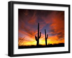 Saguaro Cactus at Sunset, Sonoran Desert, Arizona, USA-Marilyn Parver-Framed Photographic Print