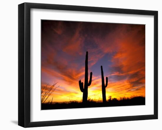 Saguaro Cactus at Sunset, Sonoran Desert, Arizona, USA-Marilyn Parver-Framed Photographic Print