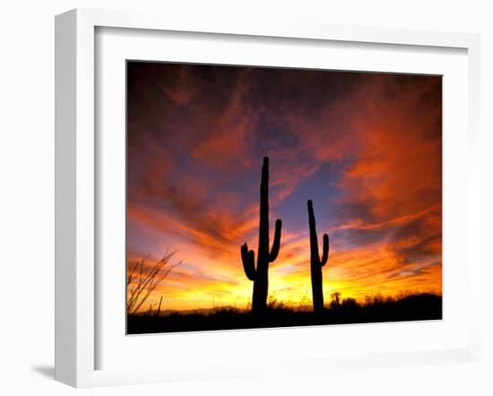 Saguaro Cactus at Sunset, Sonoran Desert, Arizona, USA-Marilyn Parver-Framed Photographic Print