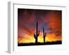 Saguaro Cactus at Sunset, Sonoran Desert, Arizona, USA-Marilyn Parver-Framed Photographic Print